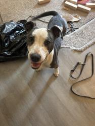 Found/Stray Female Dog last seen Temple Baptist Church , Fayetteville, NC 28312