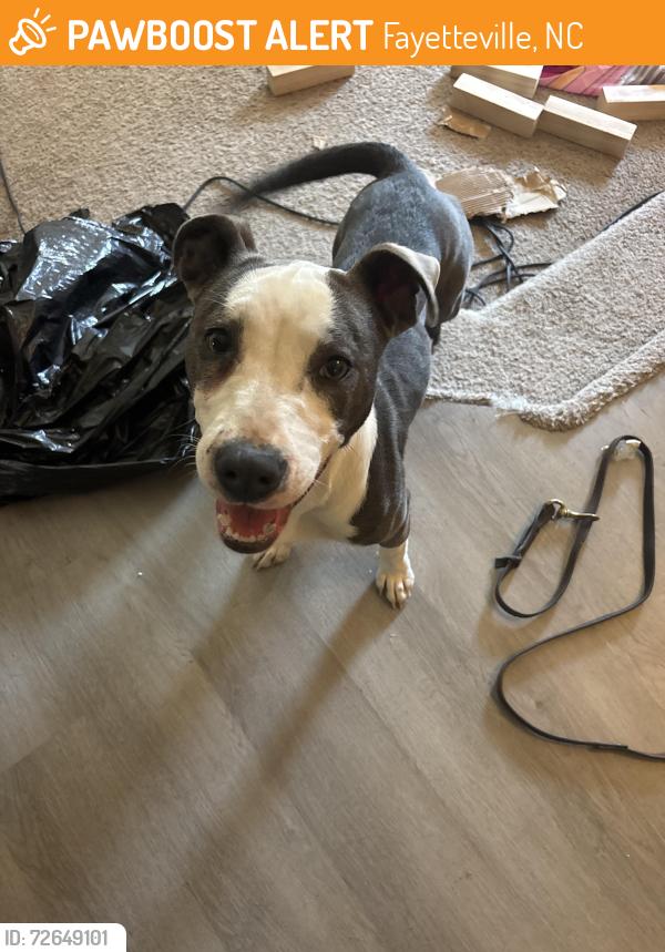 Found/Stray Female Dog last seen Temple Baptist Church , Fayetteville, NC 28312