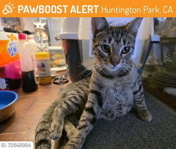 Found/Stray Female Cat last seen Grand ave and mountain view Huntington Park, Huntington Park, CA 90255