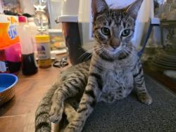 Found/Stray Female Cat last seen Grand ave and mountain view Huntington Park, Huntington Park, CA 90255