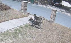 Found/Stray Unknown Dog last seen Veterans, Pharr, TX 78577