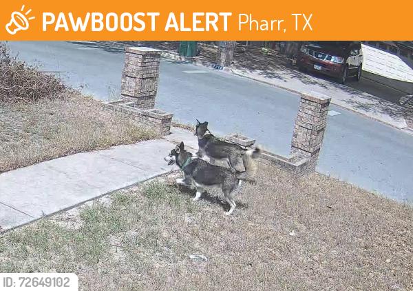 Found/Stray Unknown Dog last seen Veterans, Pharr, TX 78577