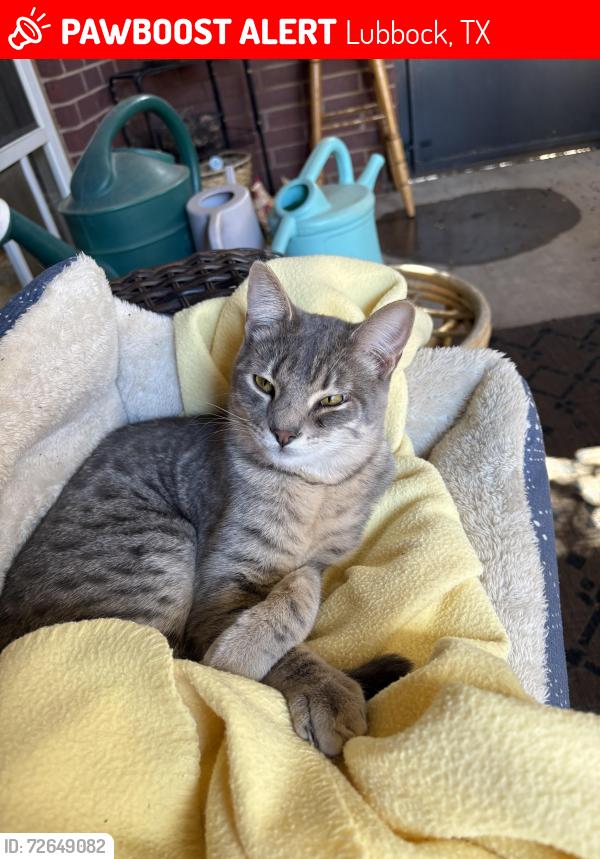 Lost Male Cat last seen Lives on 100th street off of Gary and 98th, Lubbock, TX 79423