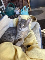 Lost Male Cat last seen Lives on 100th street off of Gary and 98th, Lubbock, TX 79423