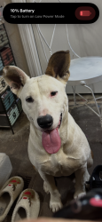 Found/Stray Female Dog last seen 186th and shortcut road, Mounds, OK 74047