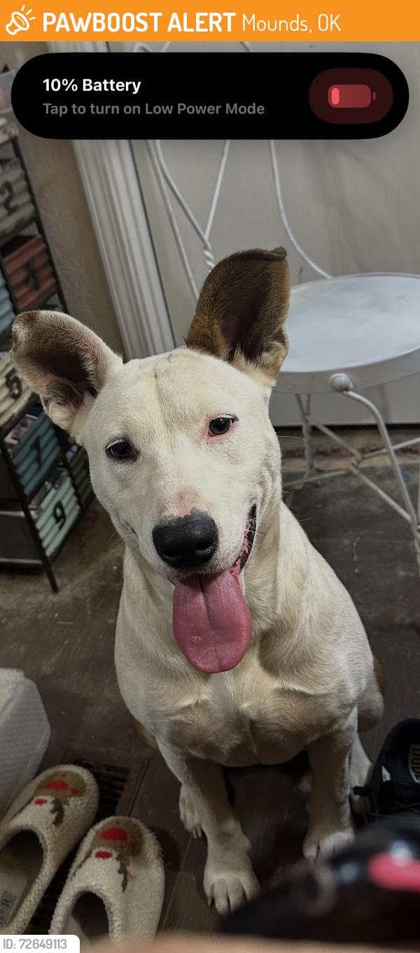 Found/Stray Female Dog last seen 186th and shortcut road, Mounds, OK 74047