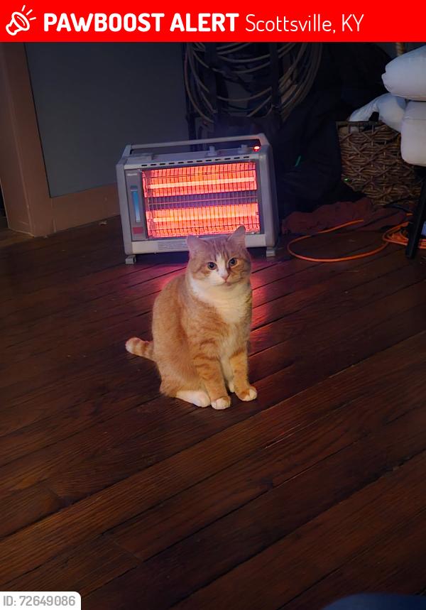 Lost Male Cat last seen Holland Rd , Scottsville, KY 42164