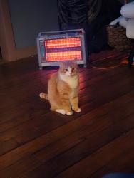 Lost Male Cat last seen Holland Rd , Scottsville, KY 42164
