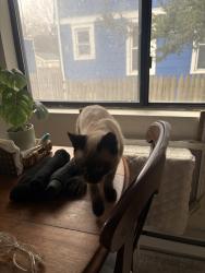 Lost Male Cat last seen Saint Mary’s Church, Stamford, CT 06902