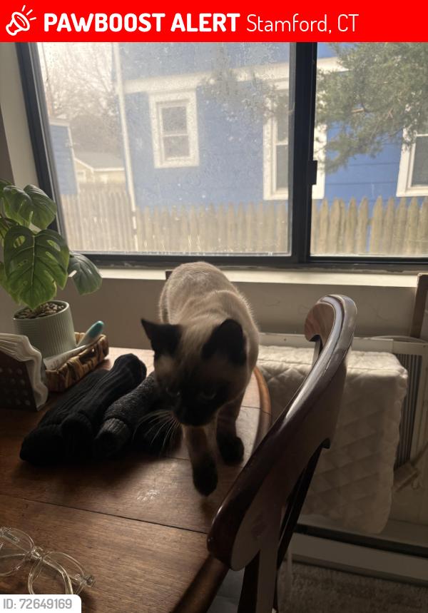 Lost Male Cat last seen Saint Mary’s Church, Stamford, CT 06902