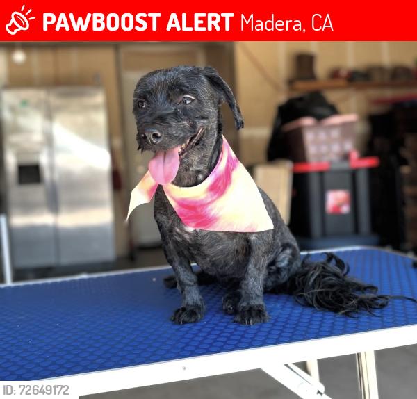Lost Female Dog last seen Chianti St, Madera, CA 93637