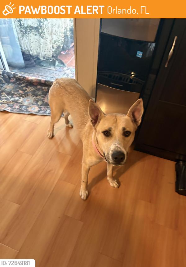 Found/Stray Female Dog last seen Deerwood neighborhood entrance and lake underhill, Orlando, FL 32825