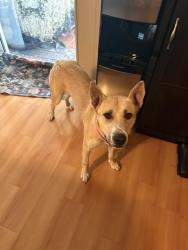 Found/Stray Female Dog last seen Deerwood neighborhood entrance and lake underhill, Orlando, FL 32825