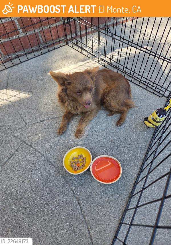 Found/Stray Male Dog last seen Tyler and Montecito, El Monte, CA 91731