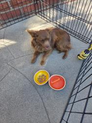 Found/Stray Male Dog last seen Tyler and Montecito, El Monte, CA 91731