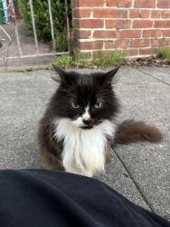 Found/Stray Female Cat last seen Acton & Addison, Berkeley, CA 94702