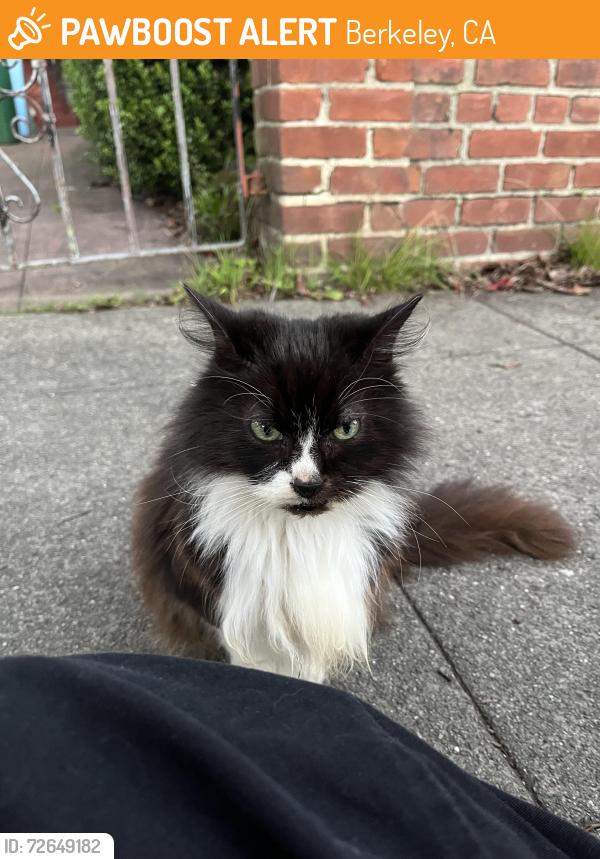 Found/Stray Female Cat last seen Acton & Addison, Berkeley, CA 94702