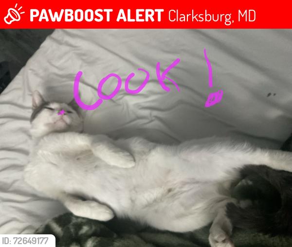 Lost Male Cat last seen Highlands at Clarksburg , Clarksburg, MD 20871
