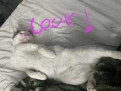 Lost Male Cat last seen Highlands at Clarksburg , Clarksburg, MD 20871