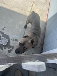 Found/Stray Male Dog last seen South ranch Santa Fe and grand Ave , San Marcos, CA 92078