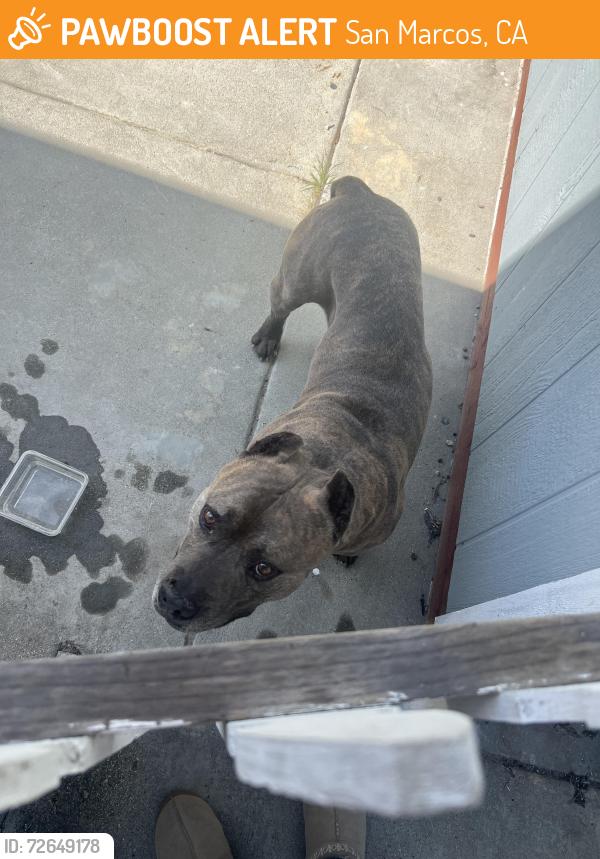 Found/Stray Male Dog last seen South ranch Santa Fe and grand Ave , San Marcos, CA 92078