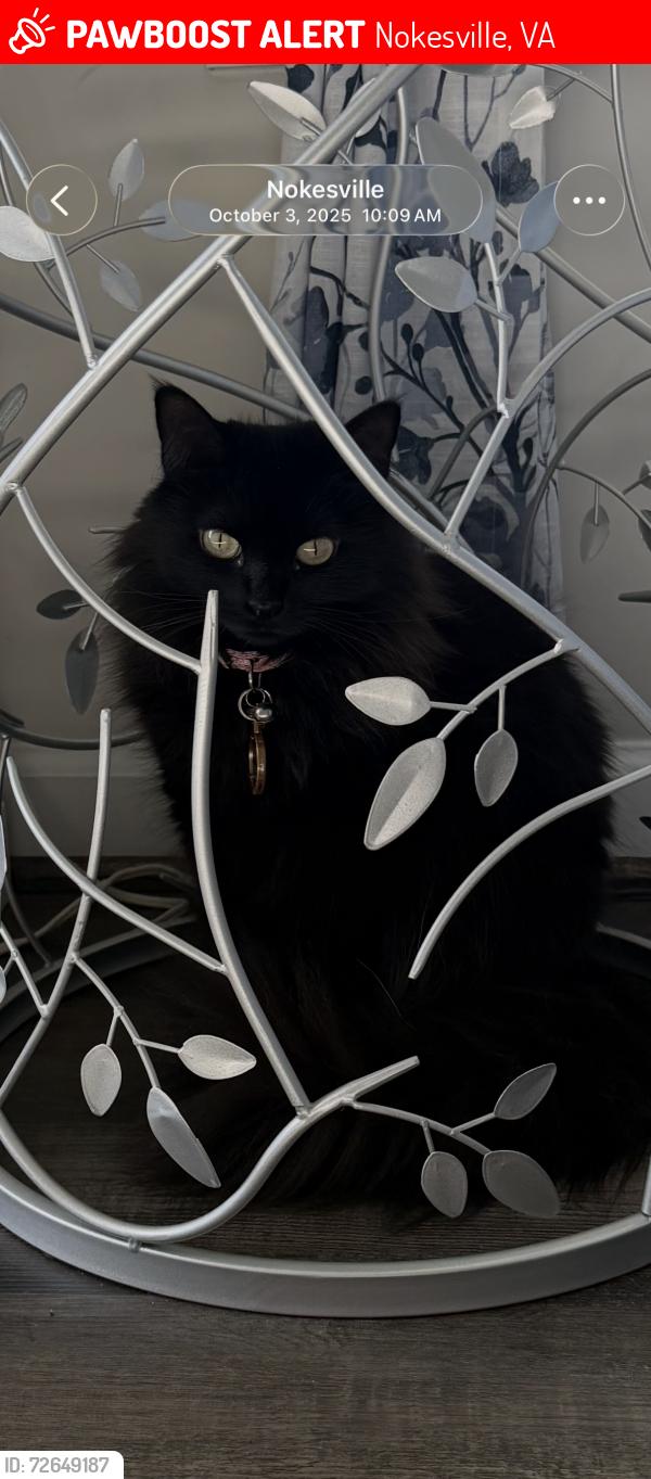 Lost Female Cat last seen In between Aden and Parkgate, Nokesville, VA 20181