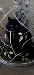 Lost Female Cat last seen In between Aden and Parkgate, Nokesville, VA 20181