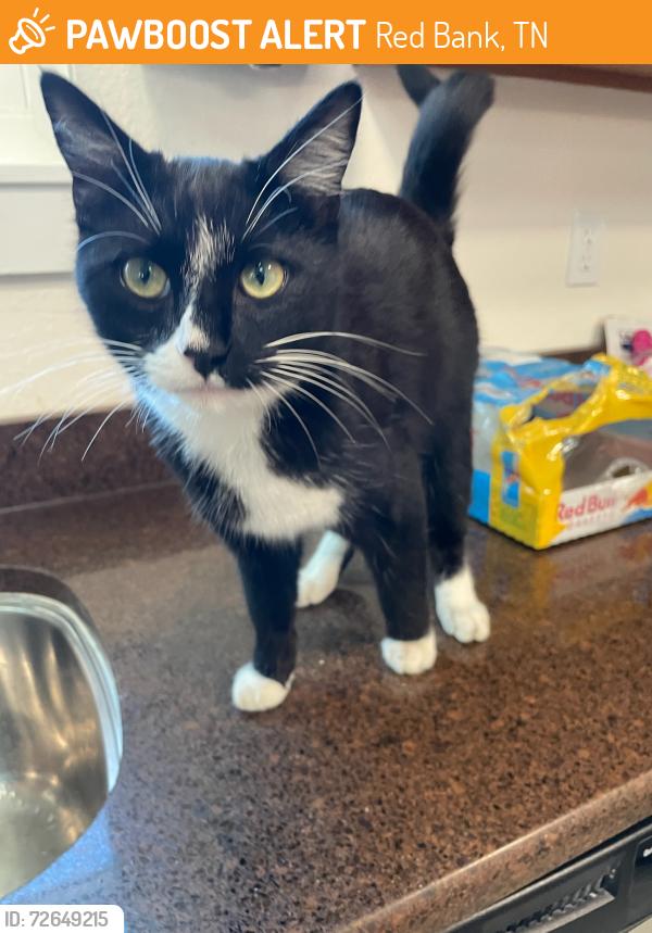 Found/Stray Unknown Cat last seen Food City, Red Bank, TN 37415