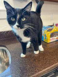 Found/Stray Unknown Cat last seen Food City, Red Bank, TN 37415
