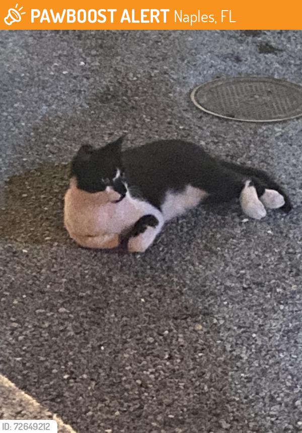 Found/Stray Unknown Cat last seen Coopers Hawk, North Naples, Naples, FL 34110