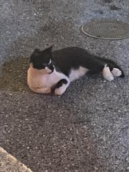 Found/Stray Unknown Cat last seen Coopers Hawk, North Naples, Naples, FL 34110