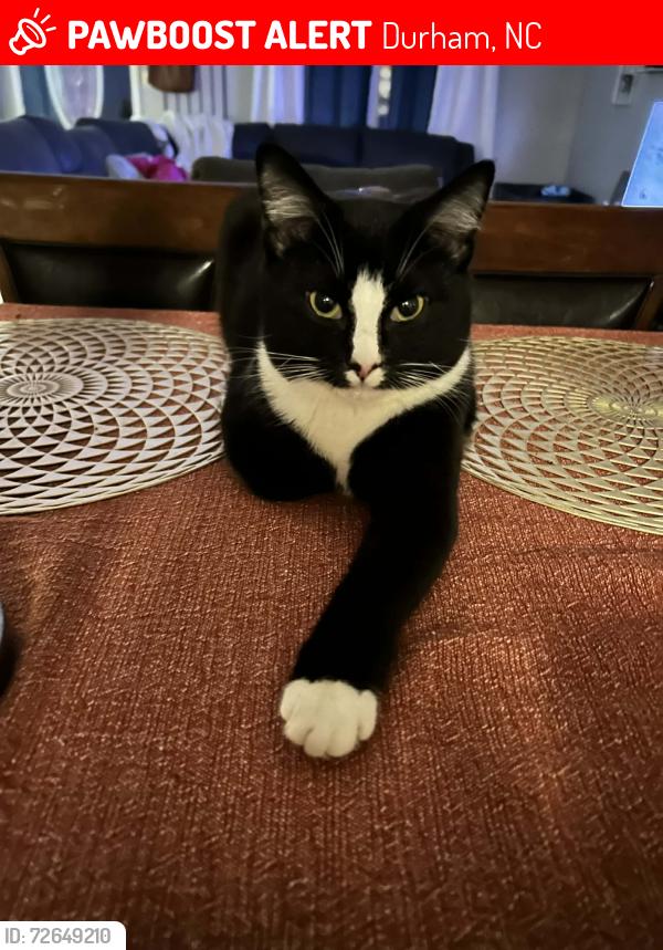 Lost Male Cat last seen Grant street, Durham, NC 27701