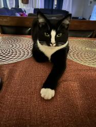 Lost Male Cat last seen Grant street, Durham, NC 27701