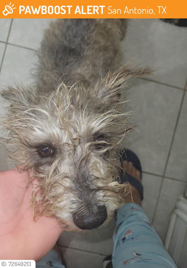 Found/Stray Male Dog last seen Hunt lane st, San Antonio, TX 78245