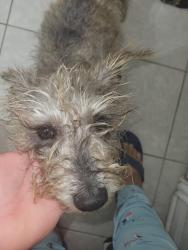 Found/Stray Male Dog last seen Hunt lane st, San Antonio, TX 78245