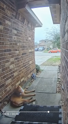 Found/Stray Male Dog last seen Breckenridge forest neighborhood , Spring, TX 77373
