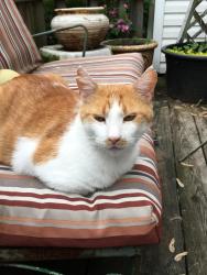 Lost Male Cat last seen Bucket and Huron, Toledo, OH 43611