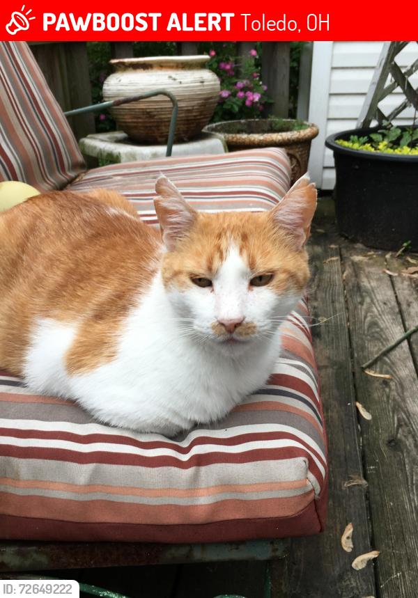 Lost Male Cat last seen Bucket and Huron, Toledo, OH 43611