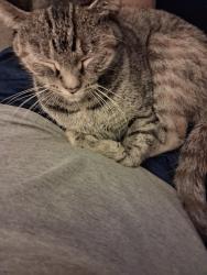 Lost Female Cat last seen n  sharon amity and albermale rd , Charlotte, NC 28212