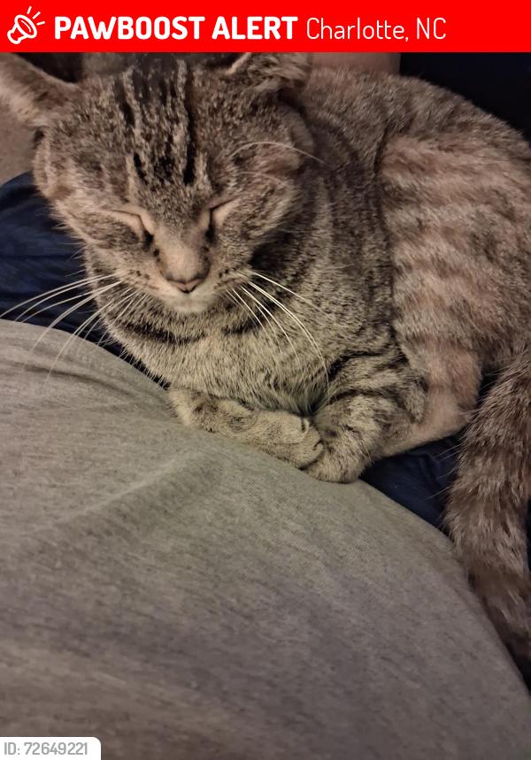 Lost Female Cat last seen n  sharon amity and albermale rd , Charlotte, NC 28212