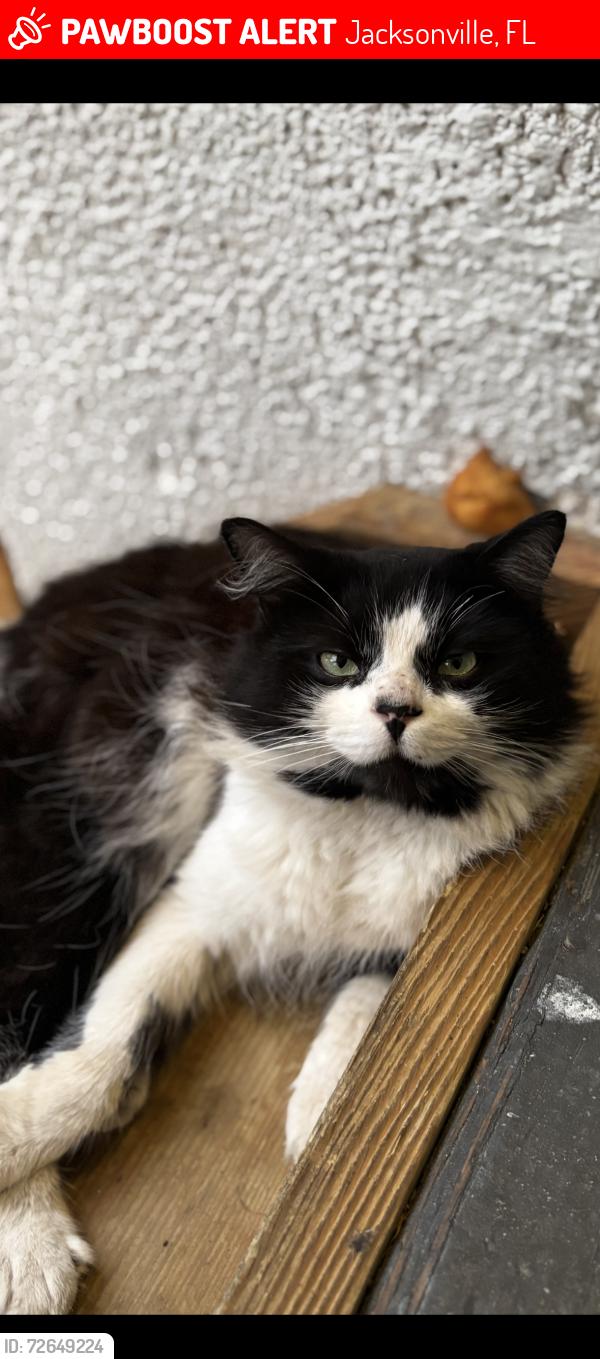 Lost Male Cat last seen University blvd N, Jacksonville, FL 32277