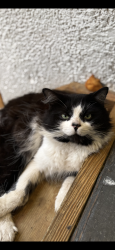 Lost Male Cat last seen University blvd N, Jacksonville, FL 32277