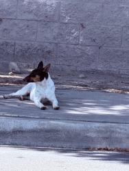 Found/Stray Male Dog last seen Randell Ave, Fontana, CA 92402