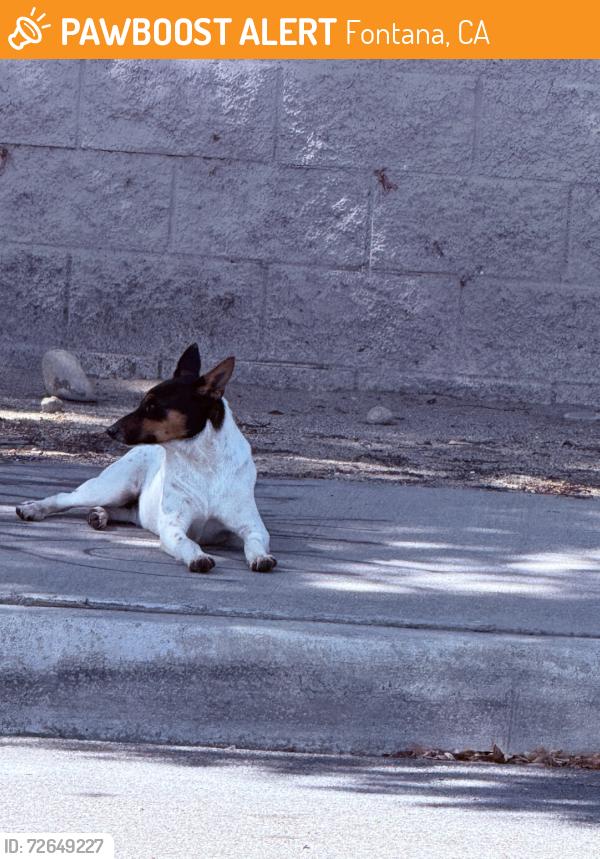 Found/Stray Male Dog last seen Randell Ave, Fontana, CA 92402
