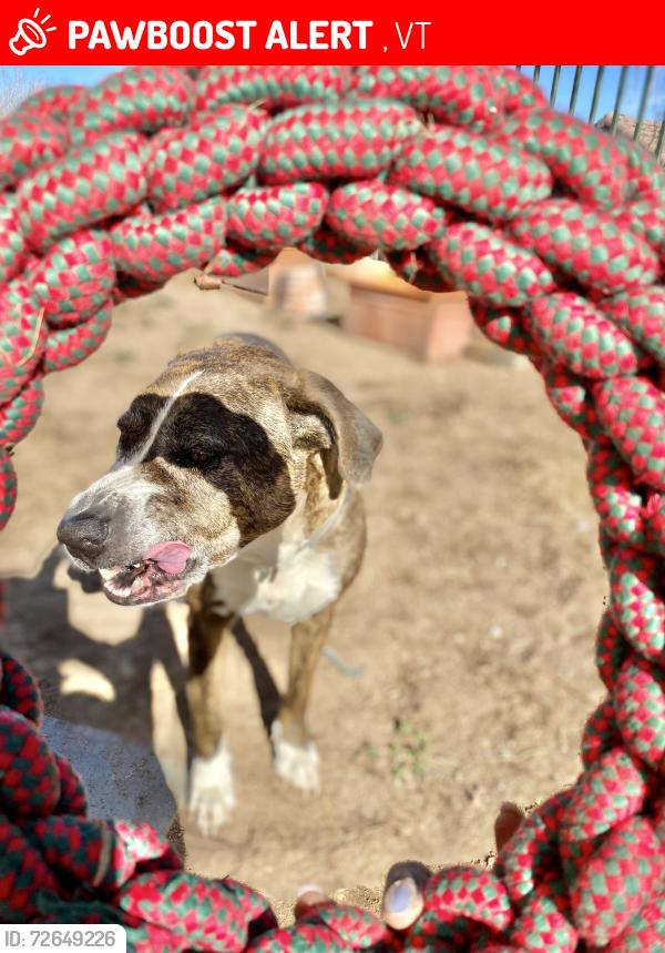 Lost Male Dog last seen Vermont and Washington , Lake Elmore, VT 05657