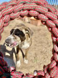 Lost Male Dog last seen Vermont and Washington , Lake Elmore, VT 05657