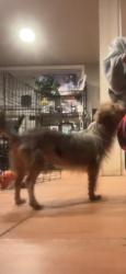 Lost Female Dog last seen Cleveland, Merrillville, IN 46410