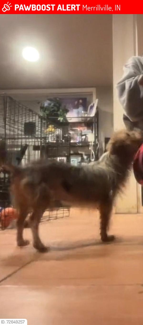 Lost Female Dog last seen Cleveland, Merrillville, IN 46410