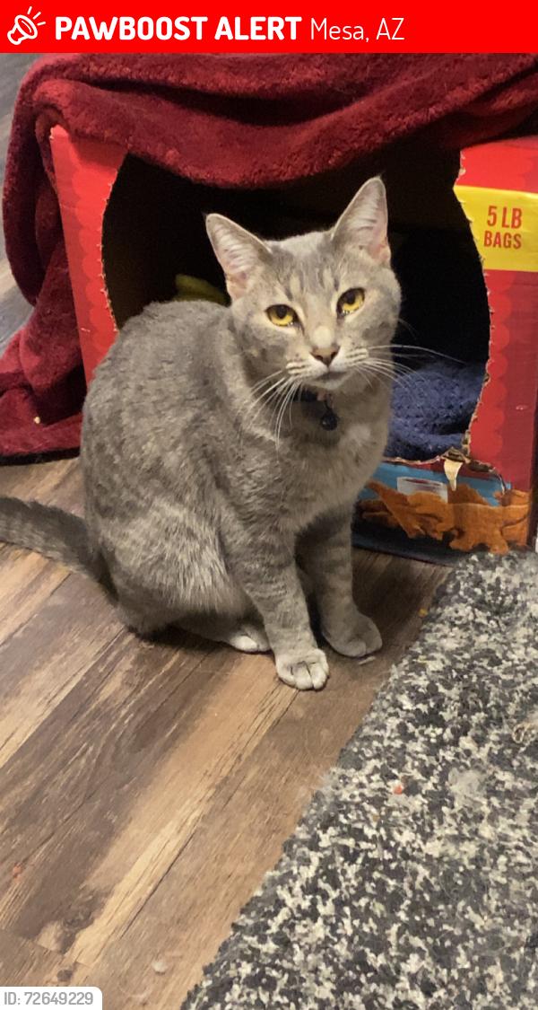 Lost Female Cat last seen Rio salado and country club, Mesa, AZ 85201