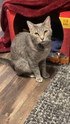 Lost Female Cat last seen Rio salado and country club, Mesa, AZ 85201